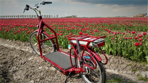 Lopifit bij de tulpen