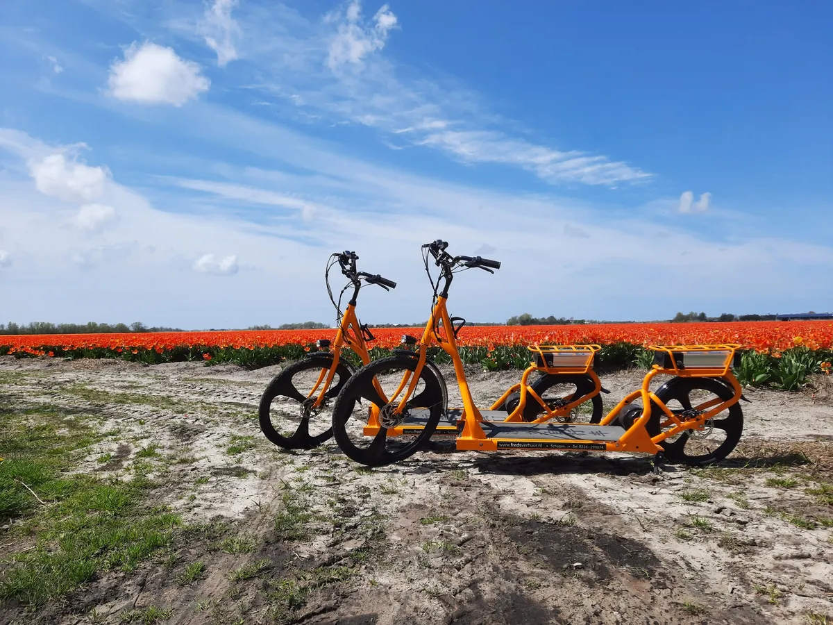 Oranges Tulpenfeld unter blauem Himmel bei Schagen