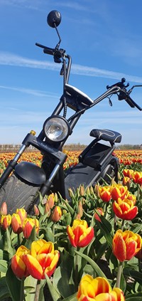 Tussen de tulpen